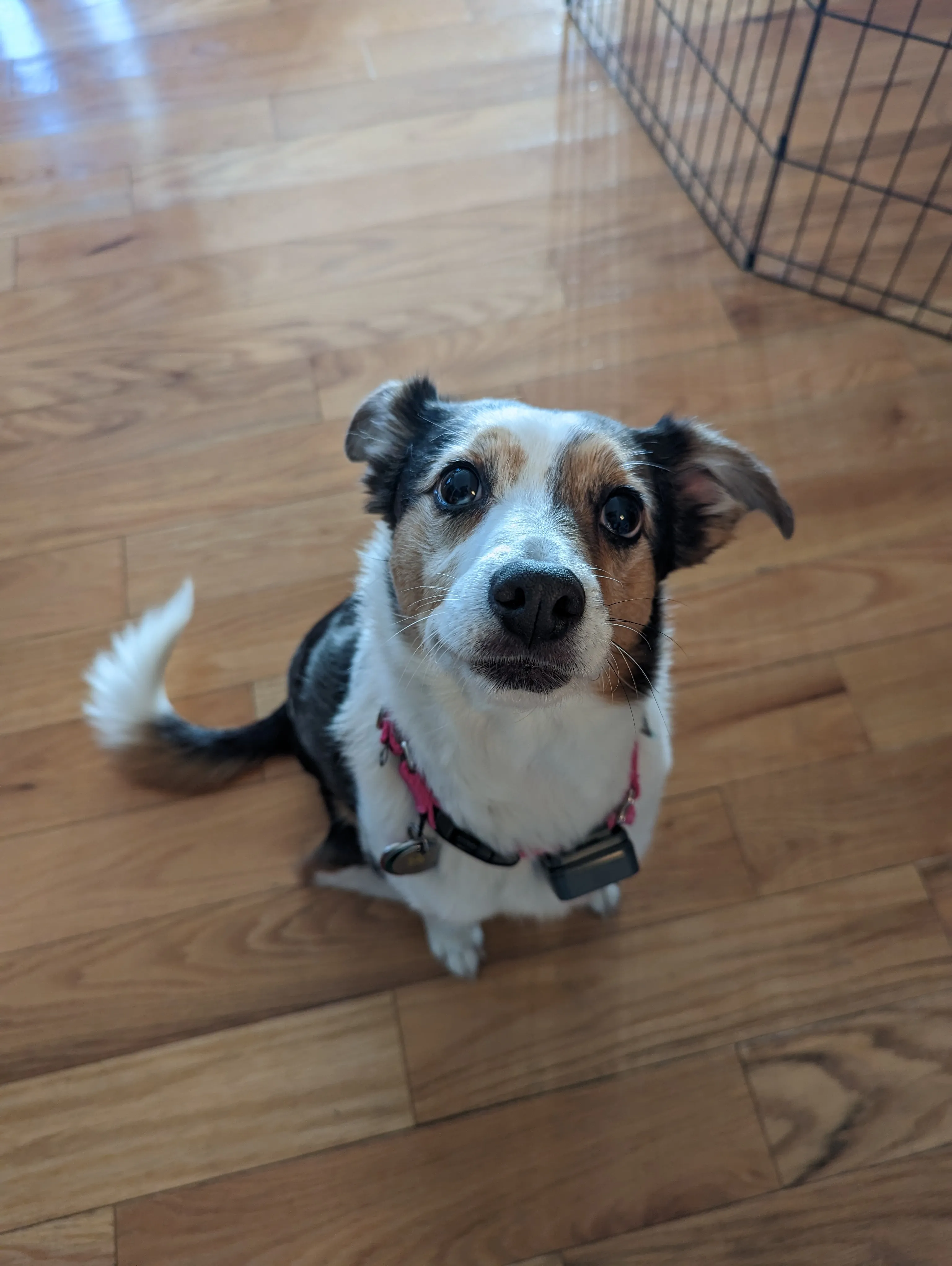 Jodi's dog 2