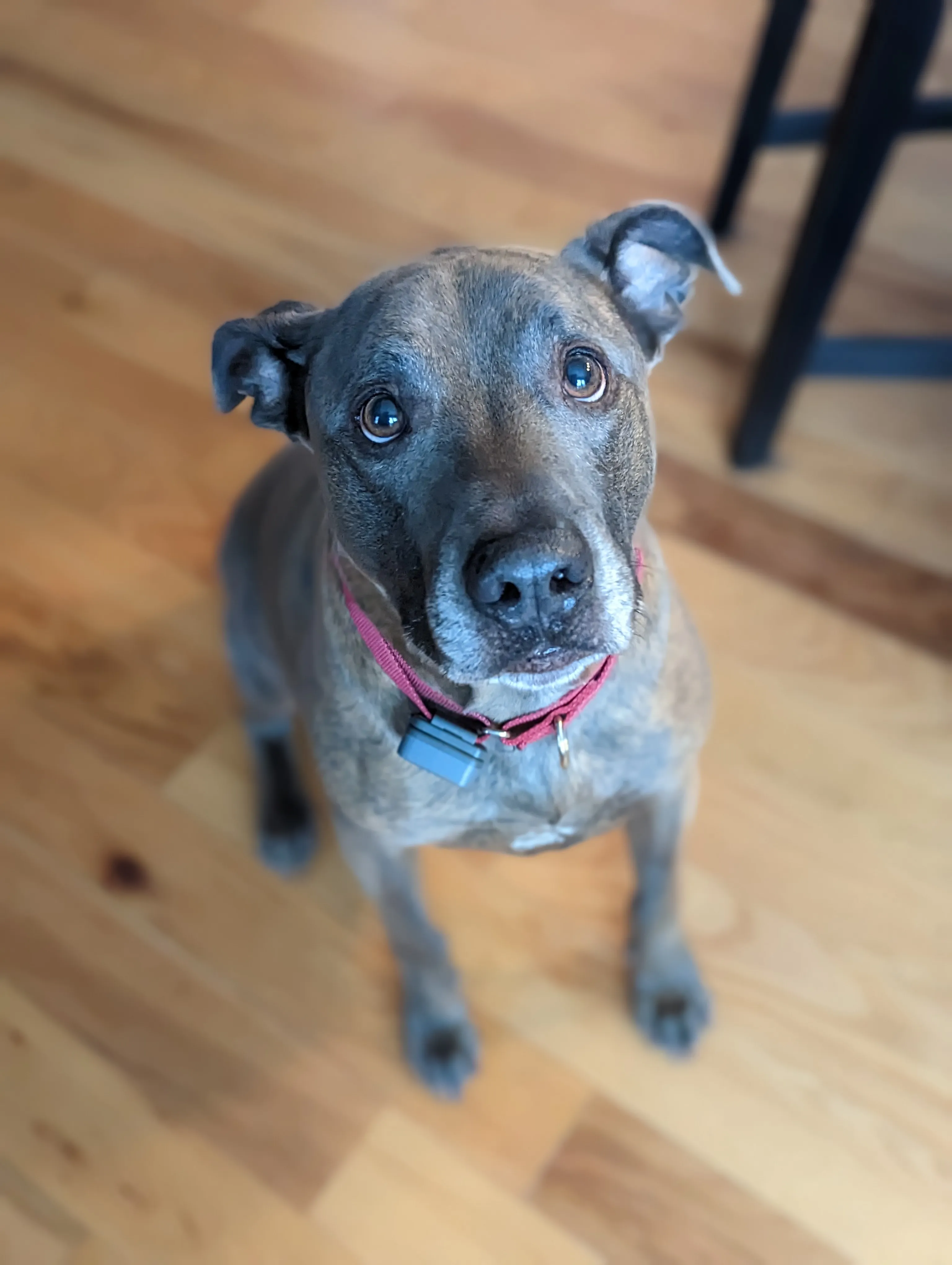 Jodi's dog 3