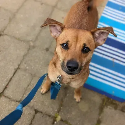 Pup 1