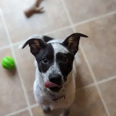 Pup 3