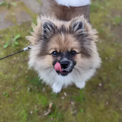 Pup 4